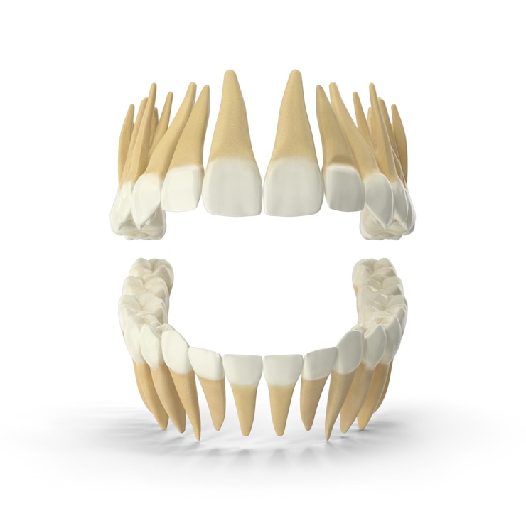 PSD modelo de anatomía de los dientes humanos