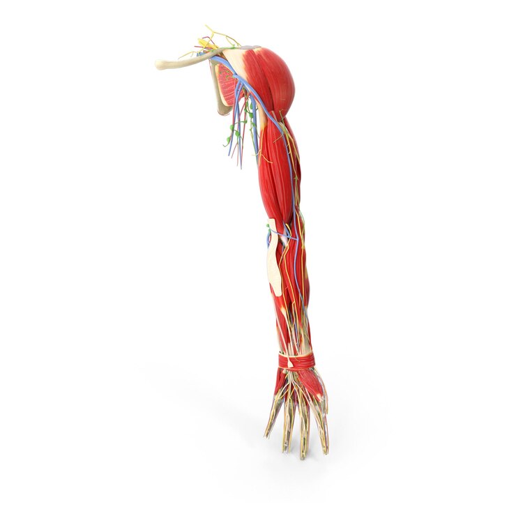 PSD modelo de anatomia do braço humano