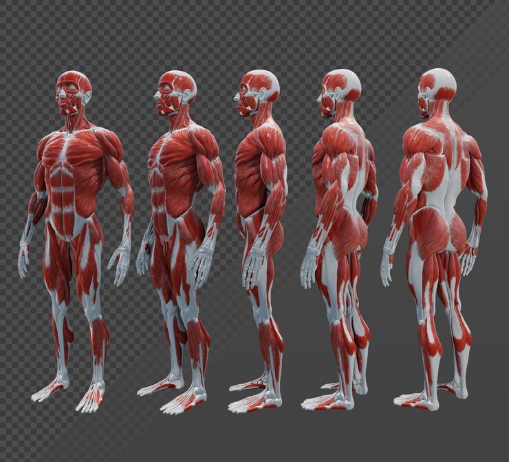 PSD modelo de órgãos musculares humanos de renderização 3d ecorche vista em perspectiva de corpo inteiro