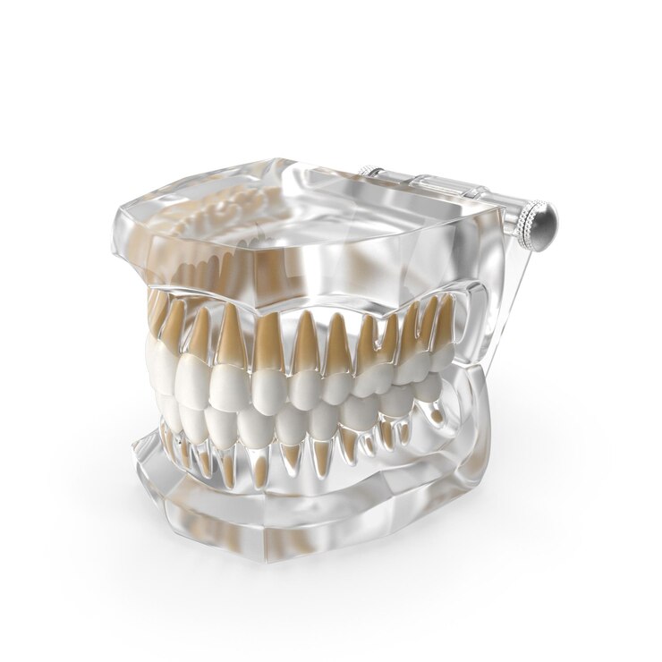 PSD modelo dental transparente mostrando a estrutura dos dentes e da mandíbula