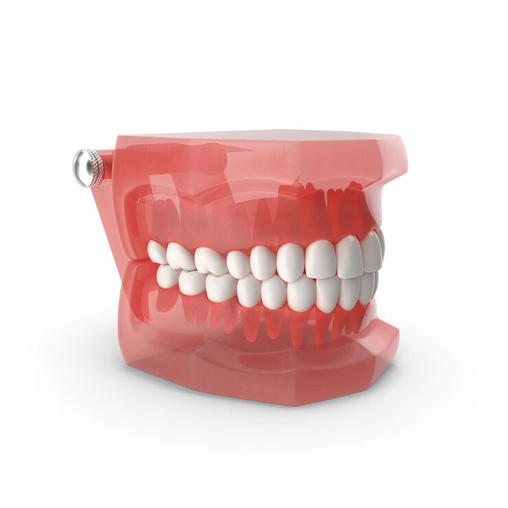 Modelo dental