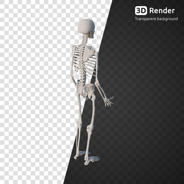 PSD un modelo de esqueleto en 3d