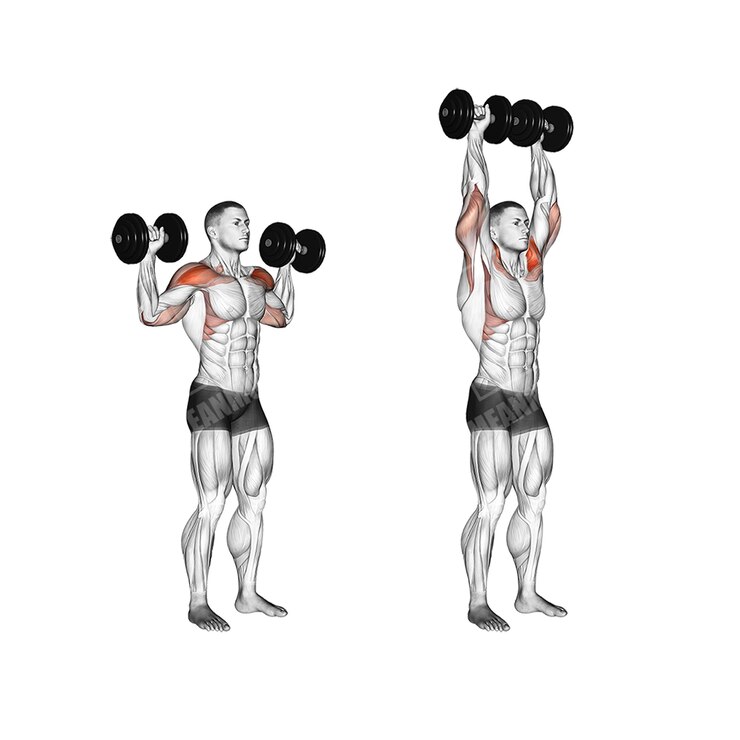 PSD modelo de fitness para el culturismo