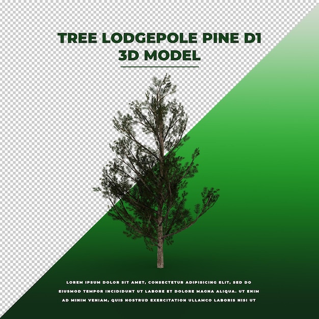 Modelo isolado tree lodgepole pine 3d