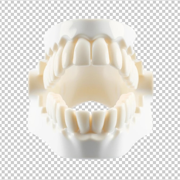 Un modelo de mandíbula de dientes dentales blancos y brillantes aislados en un fondo transparente que muestra la estructura detallada del diente