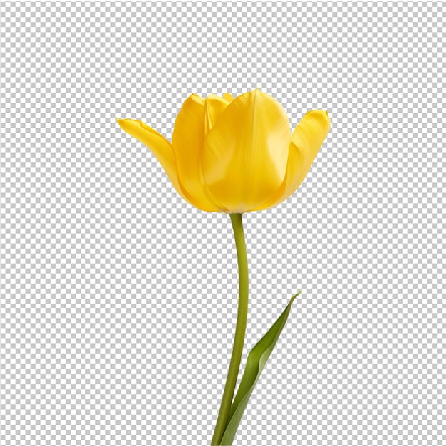 Modelo de publicidad de flores de primavera y verano
