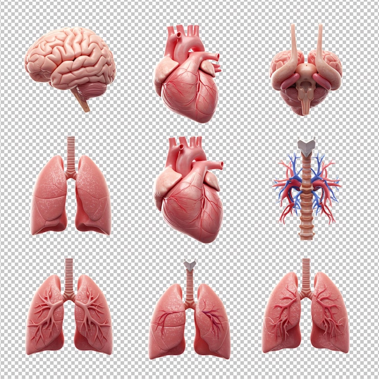 PSD modelos 3d de anatomia de órgãos humanos