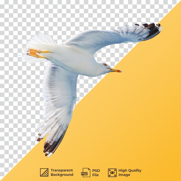 Möwe im Flug
