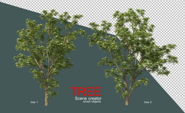 Molti grandi alberi nella foresta