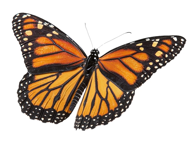 Monarch-Schmetterling mit offenen Flügeln, ausgeschnitten ohne HintergrundPNG AI generative