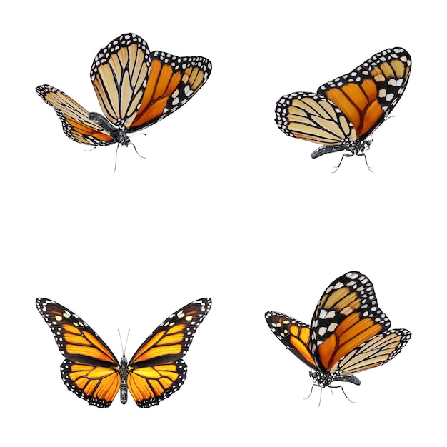 Monarch-Schmetterlinge im Flug
