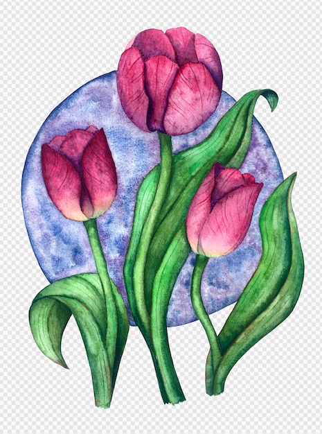 Mondtulpen-aquarellillustration