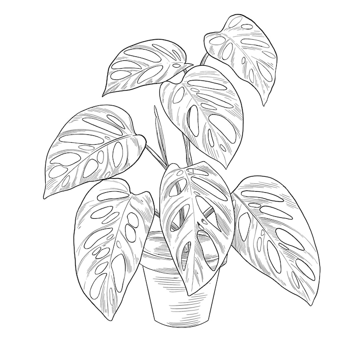 PSD monstera adansonii in einer botanischen abbildung im topf