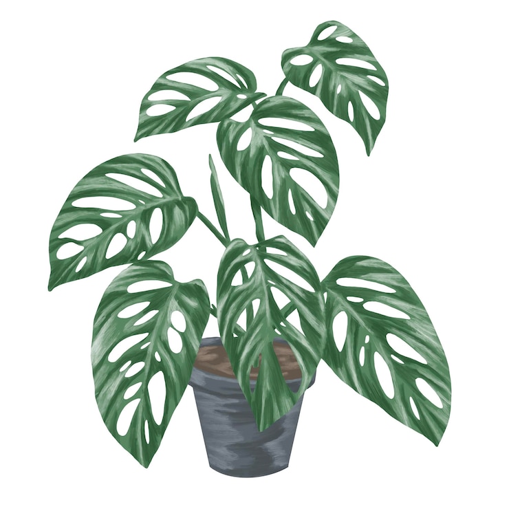 PSD monstera adansonii pflanze in topf botanische malerei illustration