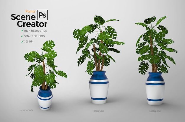 Monstera. Creatore di scene.