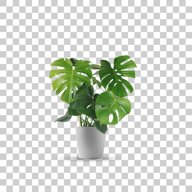Monstera Deliciosa, planta de interior