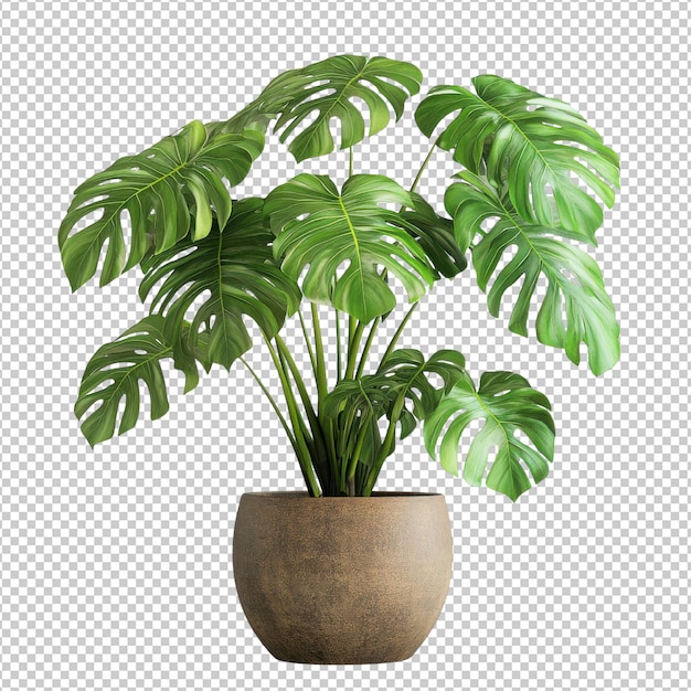 Monstera Deliciosa png isolado em fundo transparente