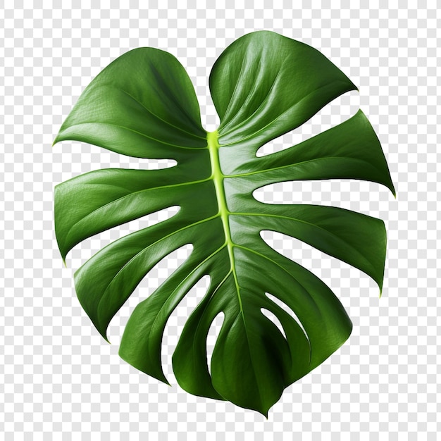 PSD monstera deliciosa png isolado em fundo transparente