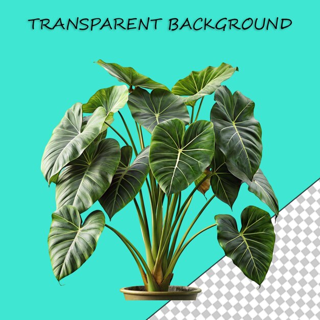 PSD monstera deliciosa png isolé sur un fond transparent