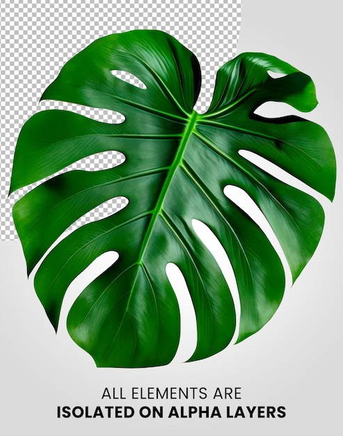 Monstera Einzelblatt isoliert auf Alpha-Layer-Png