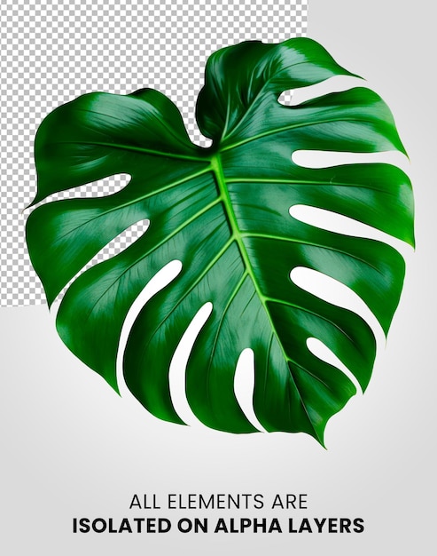 Monstera folha única isolada na camada alfa png