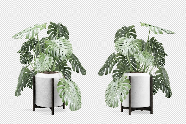 PSD monstera pflanze im topf in 3d-rendering