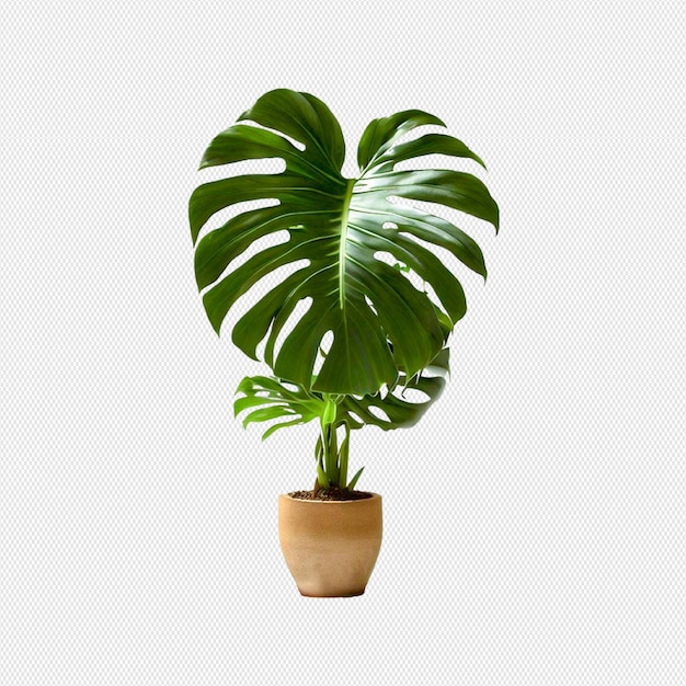 PSD monstera-pflanze png