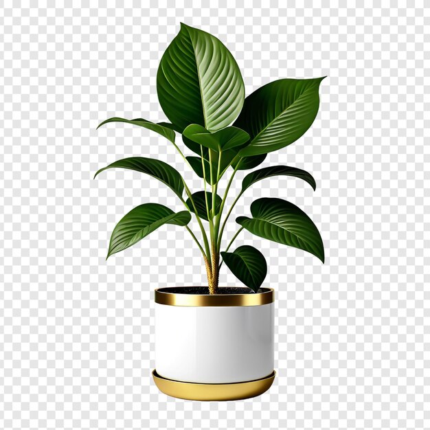 Monstera planta em um pote png isolado em fundo transparente