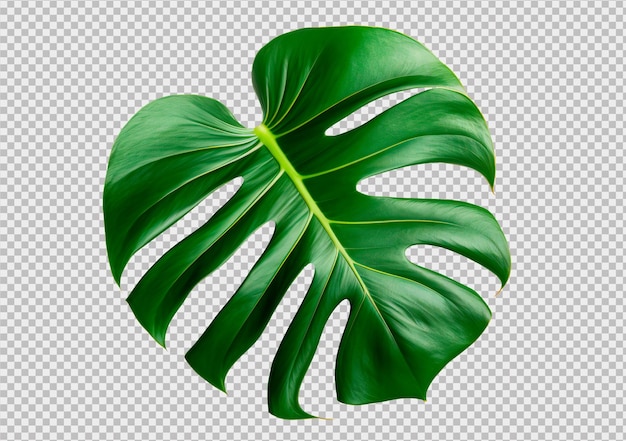 Monstera tropical deixa isolado em um fundo transparente