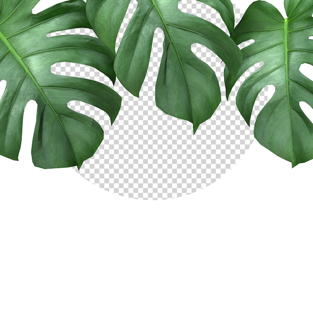 PSD monstera tropical deixa o modelo de maquete de fundo da natureza da folhagem da planta renderização em 3d