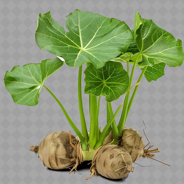 PSD un montón de cebollas con un fondo blanco y una imagen de una planta con la mitad superior de ella