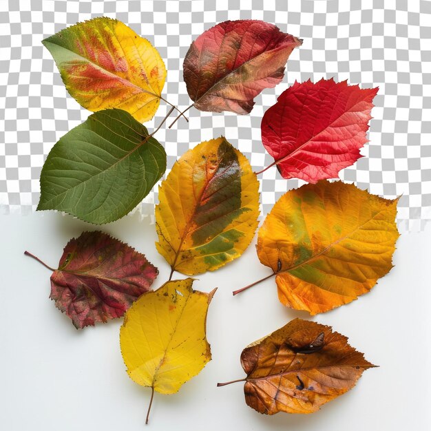 PSD un montón de hojas de otoño con una hoja roja en la parte inferior
