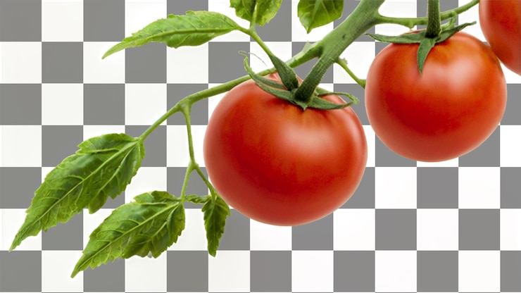 PSD un montón de tomates rojos maduros colgando de una vid
