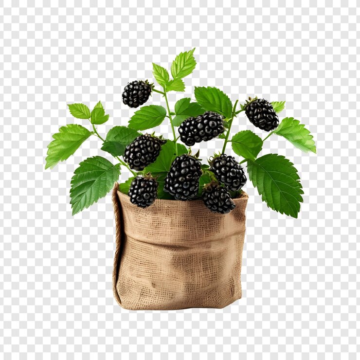 PSD las moras maduras en una olla de burlap rústico aisladas en transparente