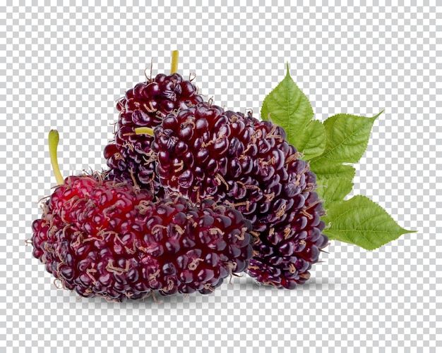 Morera fresca con hojas aisladas Permium PSD