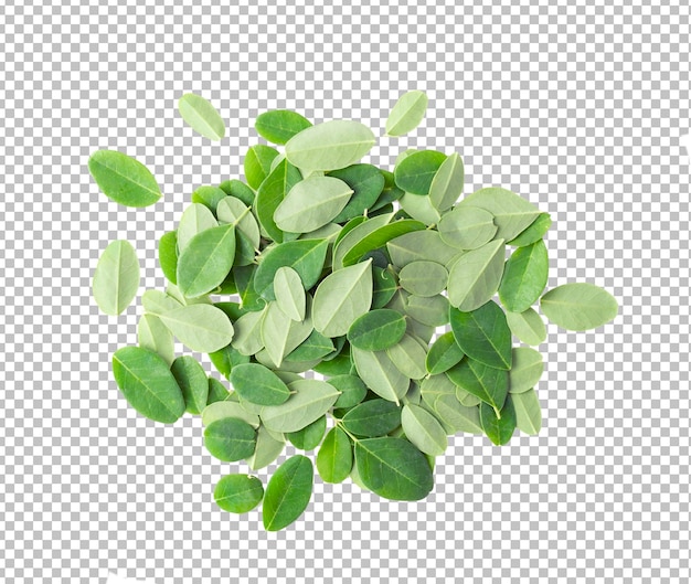 Moringa-Blätter auf Alpha-Schicht