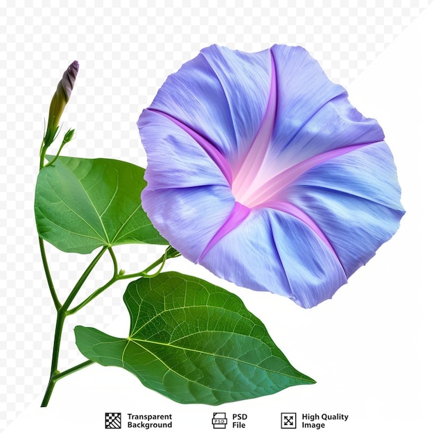 Morning glory flower é o nome comum de mais de 1.000 espécies de plantas com flores da família convolvulaceae, cuja taxonomia e sistemática atuais estão em mudança