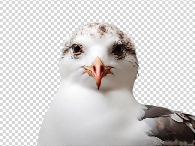 PSD la mouette sur un fond transparent