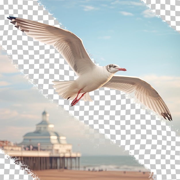 PSD mouette planant au-dessus du fond transparent de la côte de brighton