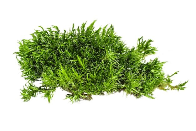 Mousse de forêt sur fond vide