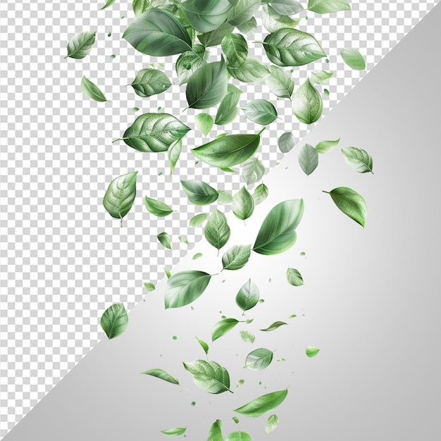El movimiento de las hojas verdes cae el flujo png