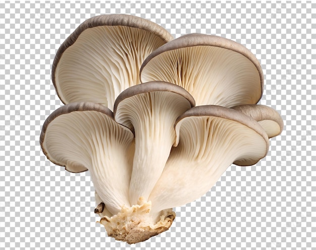 mucchio di funghi occidentali con parte tagliata isolata su sfondo trasparente PNG e PSD