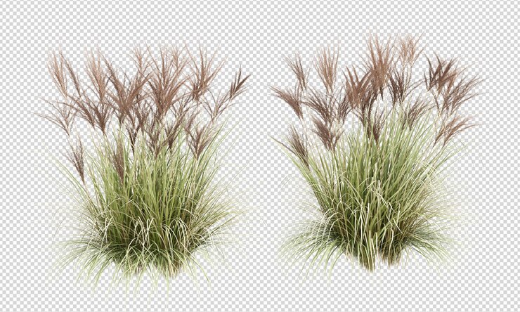 Muchas hermosas hierbas de caña en renderización 3D aislada