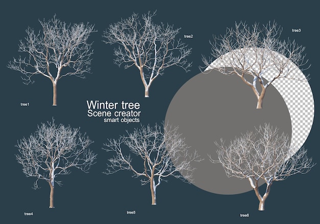 Muchos tipos de árboles en invierno.