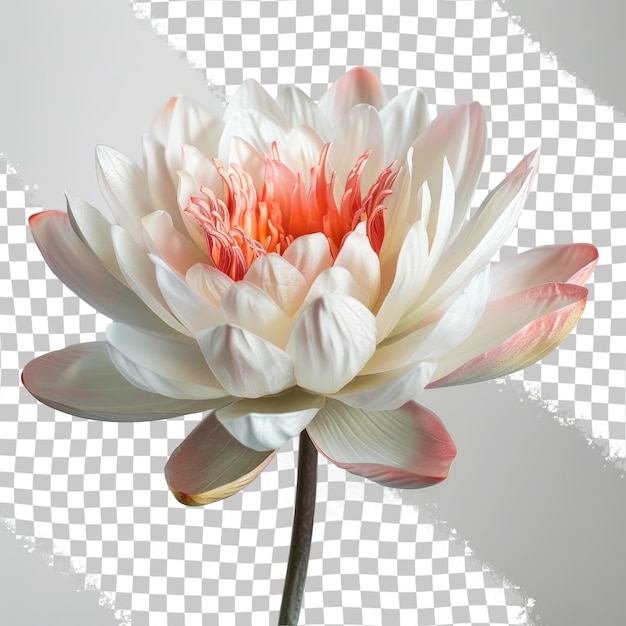 PSD se muestra una flor blanca con pétalos rosados y blancos