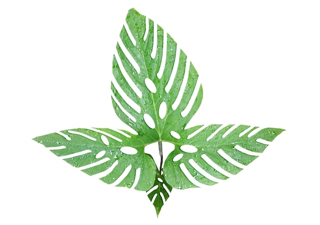 se muestra una gran hoja verde sobre un fondo blanco Hoja verde aislada sobre fondo blanco Le verde