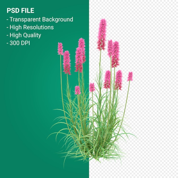 Muhlenbergia Rigen albero 3d render isolato