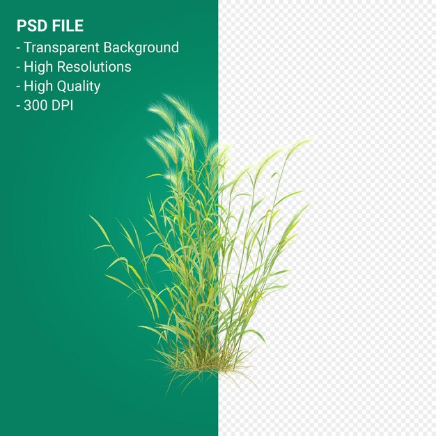 Muhlenbergia Rigen Arbre Rendu 3d Isolé