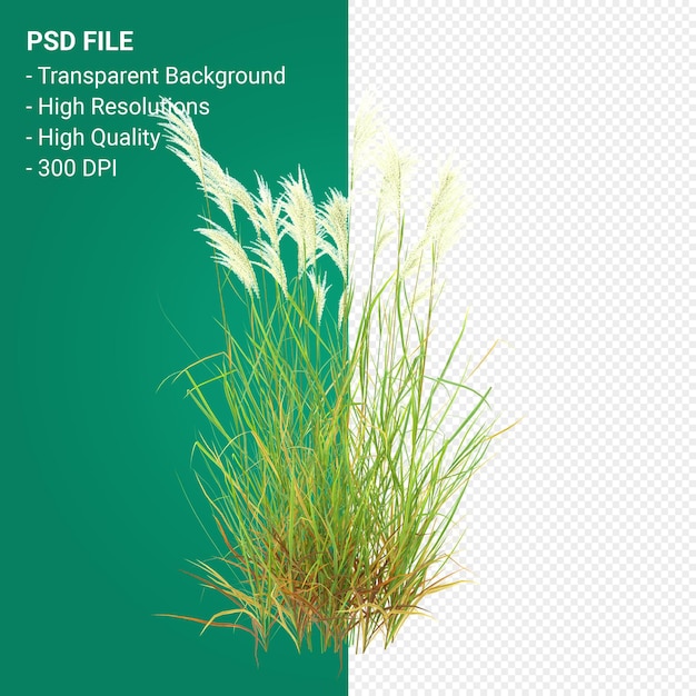 Muhlenbergia Rigen Arbre Rendu 3d Isolé