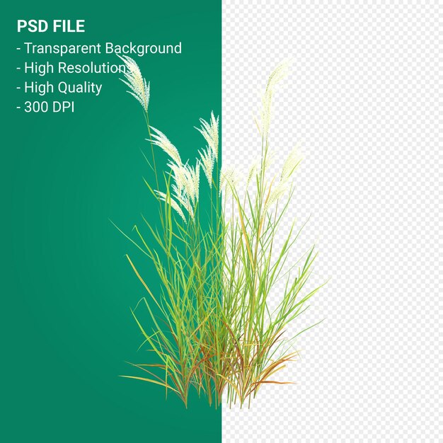 PSD muhlenbergia rigen arbre rendu 3d isolé